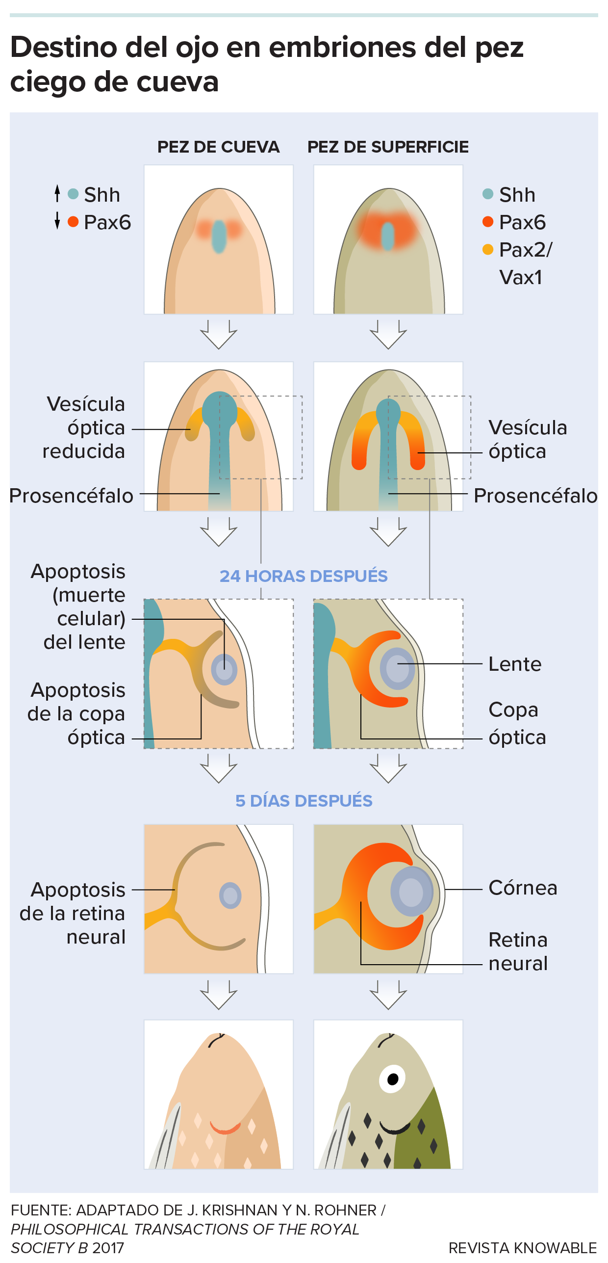 Aunque el desarrollo de los ojos comienza en los embriones de los peces de cueva, el proceso finalmente se detiene. En las primeras etapas, existen claras diferencias en los patrones de actividad de los genes implicados en el desarrollo de los ojos. Como resultado, en los embriones de los peces de cueva, la vesícula óptica a partir de la cual se desarrolla el ojo es siempre más pequeña. Alrededor de las 24 horas de desarrollo, las células del cristalino y de la copa óptica, que normalmente se convierten en el resto del ojo, comienzan a morir. Al cabo de unos cinco días, los tejidos sensibles a la luz situados en la parte posterior del ojo también mueren.