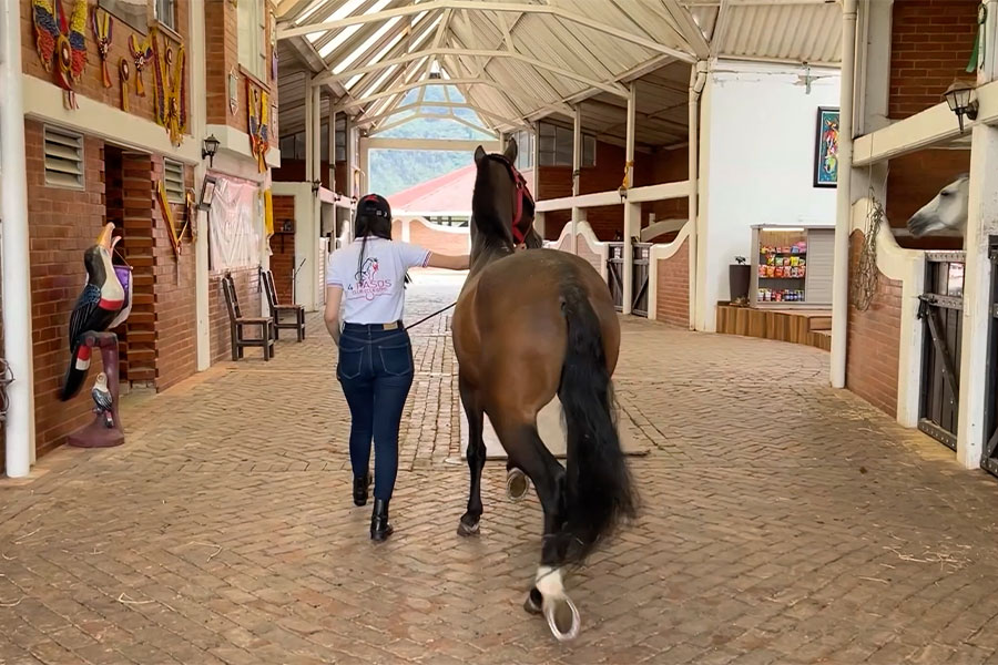 Equitación de caballo de paso: los orígenes, las exigencias y el crecimiento