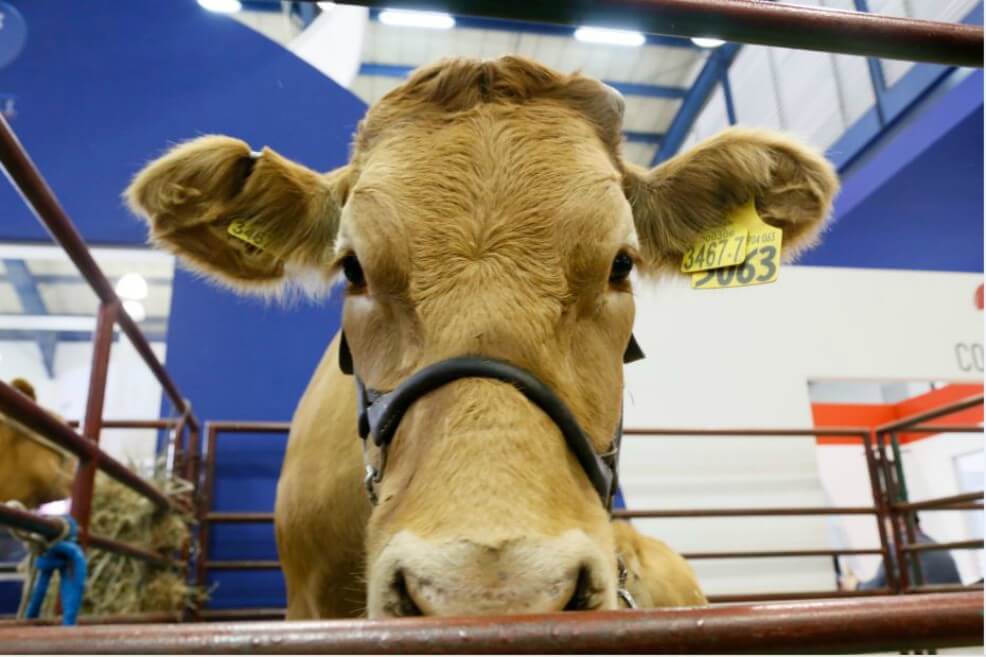 Más de 4.500 animales serán exhibidos en Agroexpo 2019