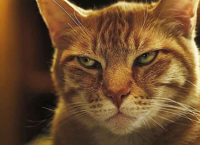Señales de que usted no es la persona favorita de su gato
