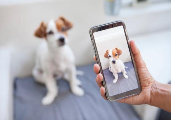 Mascotas virales: el lado oculto de su fama en redes sociales