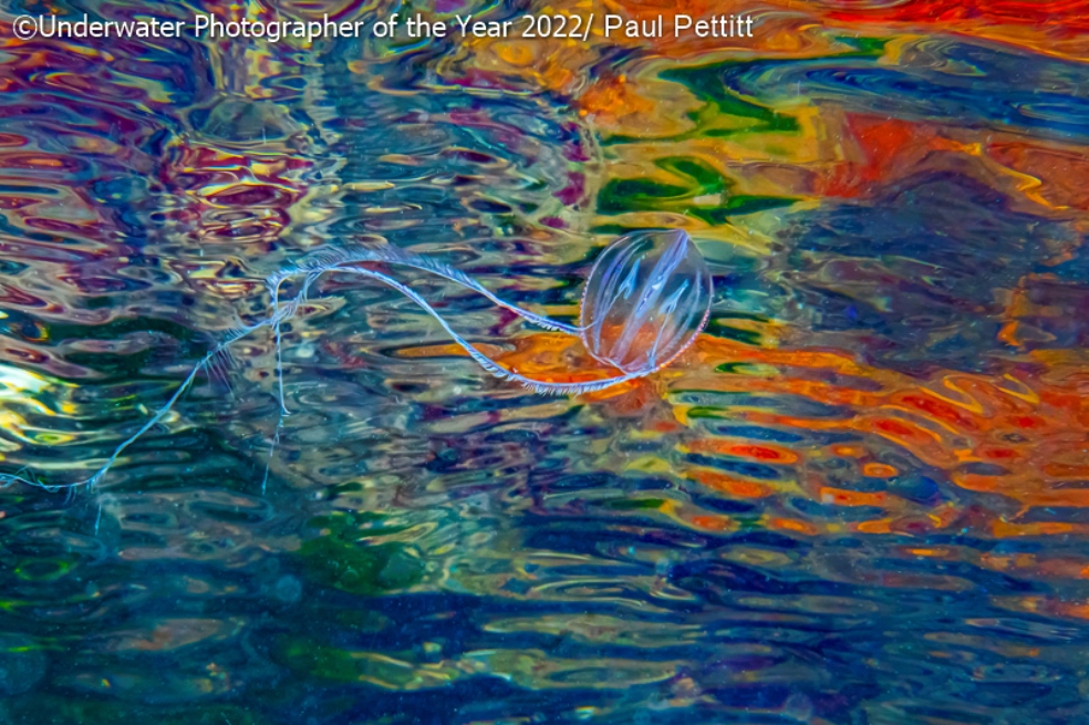 Paul Pettitt, autor de la foto cuenta que "fue tomada en una tarde brillante cuando sabía que el sol estaría en el lado oeste del muelle. Las grosellas marinas habían existido por un tiempo y en este día en particular el agua era como un cristal. Floté en el lugar que quería y esperé a que pasaran lentamente. Los colores de fondo representan el crecimiento de óxido y malas hierbas en una viga transversal de metal".