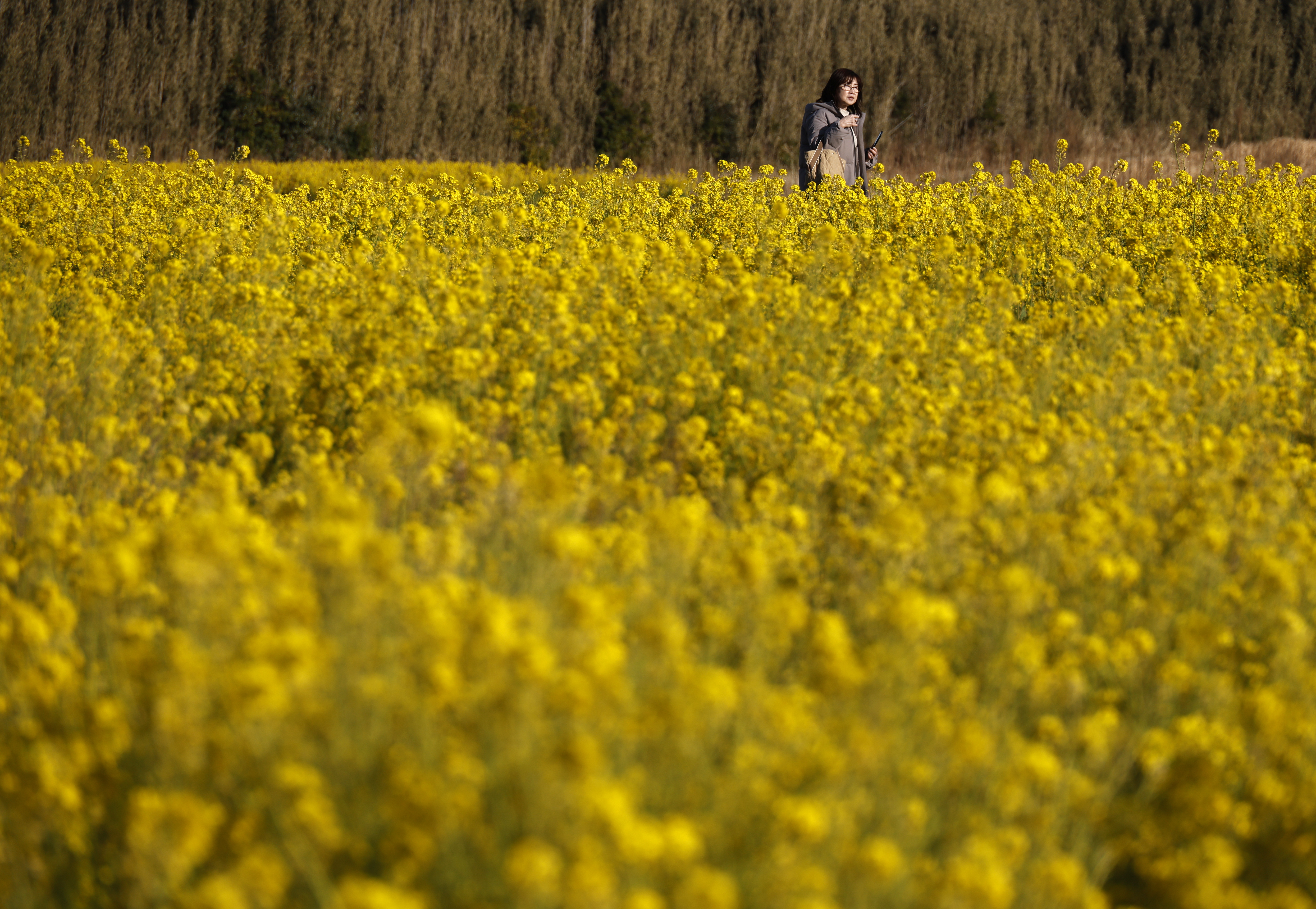 TOMIURA (Japan), 25/02/2025.- A visitor stroll through a field of Nanohana (or rapeseed blossom) in Tomiura, Chiba prefecture, near Tokyo, Japan, 25 February 2025. After a cold snap, temperatures across the country rose to average March levels. (Japón, Tokio) EFE/EPA/FRANCK ROBICHON