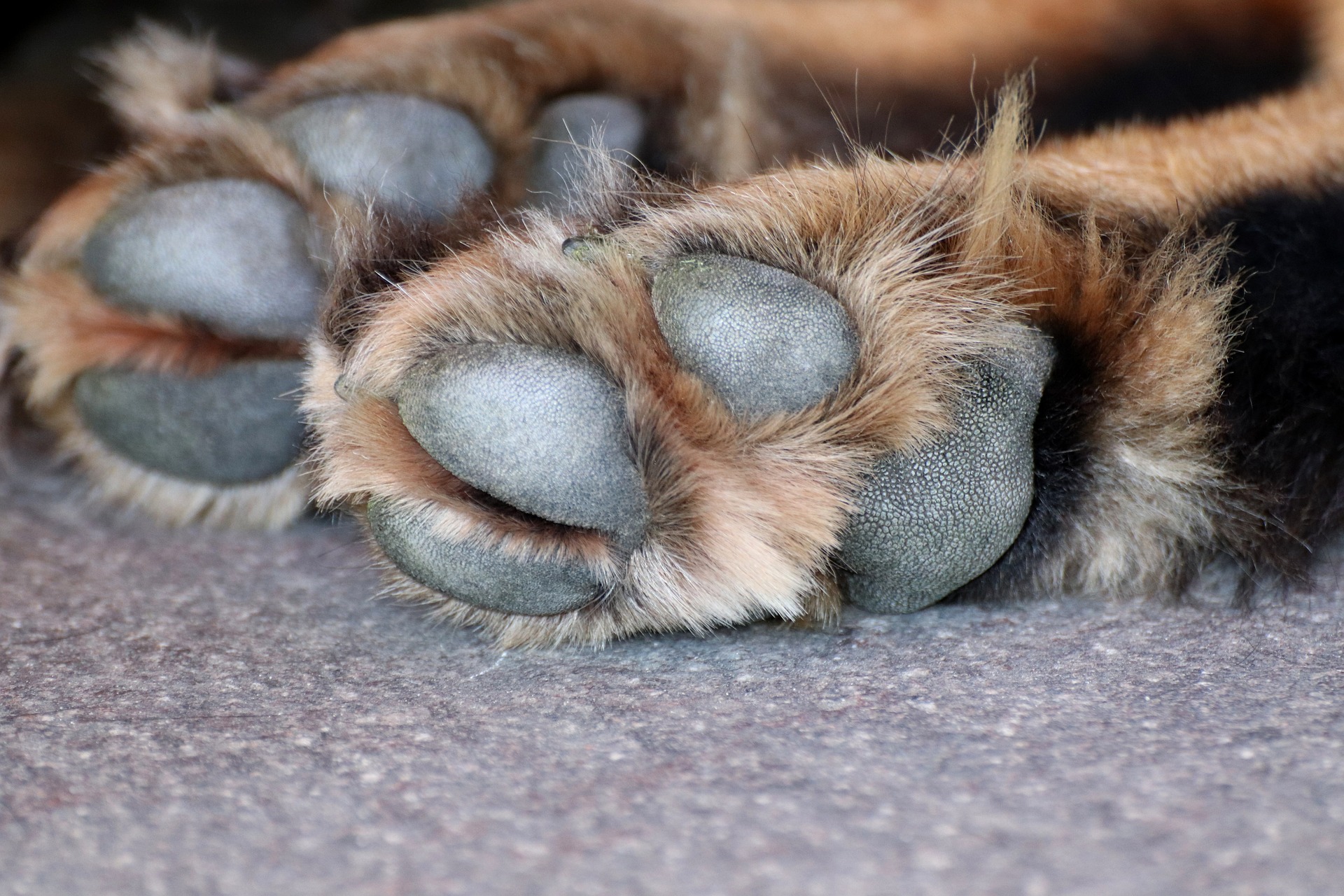Denuncian nuevo caso de maltrato animal: perrita recibió 38 puñaladas en Neiva