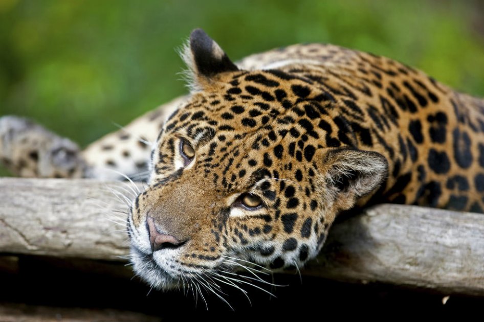 Jaguares acorralados