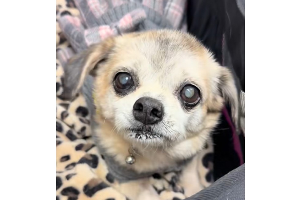 Molly fue encontrada con serios problemas de salud en sus ojos, oídos y boca.