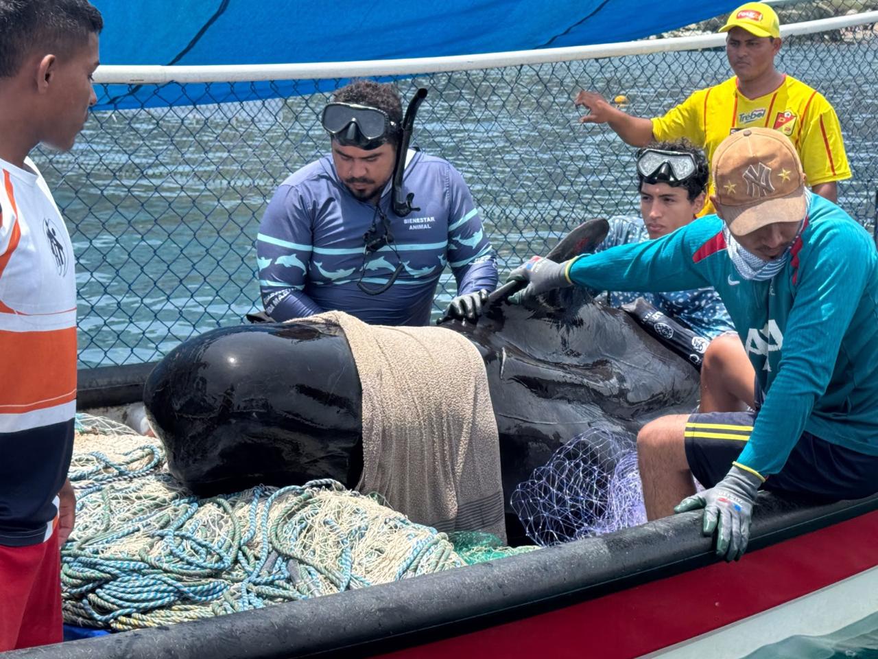 La historia detrás de la muerte de la ballena piloto que intentaron rescatar en Tasajera