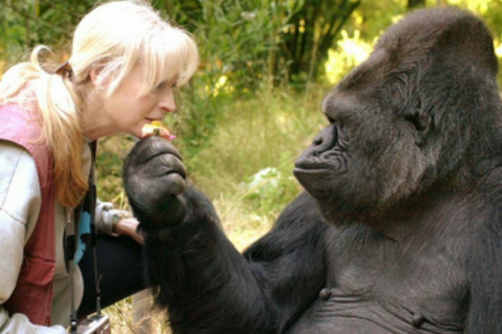 Fuente: Gorilla Foundation
