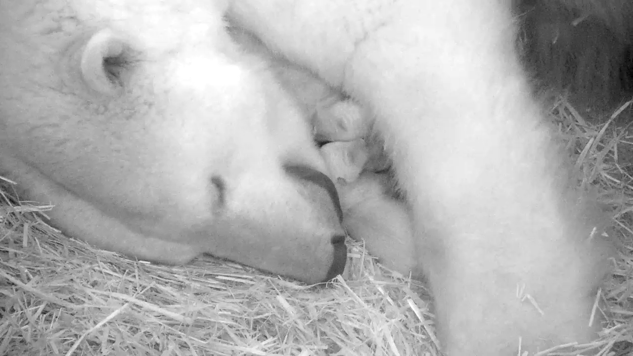 Video: La tierna reacción de esta osa polar luego de dar a luz