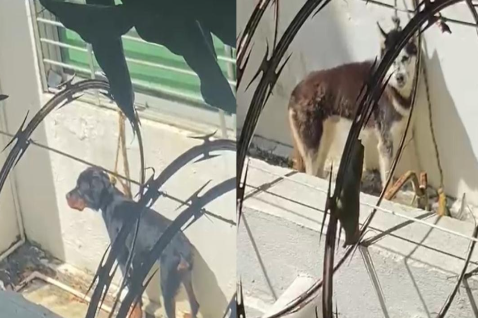Perros habrían sido amarrados y abandonados en una vivienda de Barranquilla