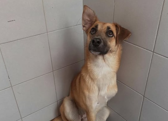 Chispita, la perrita de tres patas atropellada en Bogotá que tuvo un final feliz