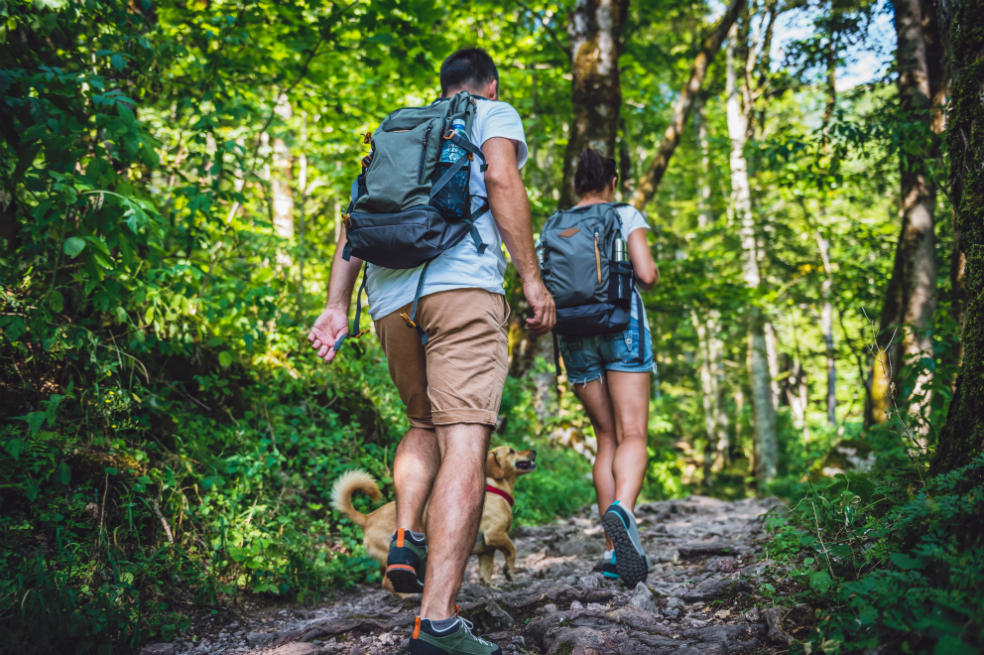 Tips para ir de paseo con su perro