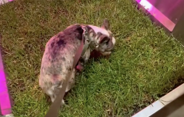 Así es el desconocido baño para mascotas que queda en el Aeropuerto El Dorado