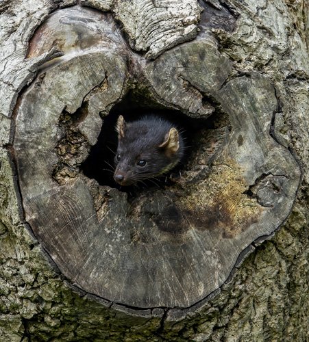 Pine marten o Marta, una especie de mamífero carnívoro de la familia Mustelidae, vista dentro de un árbol.