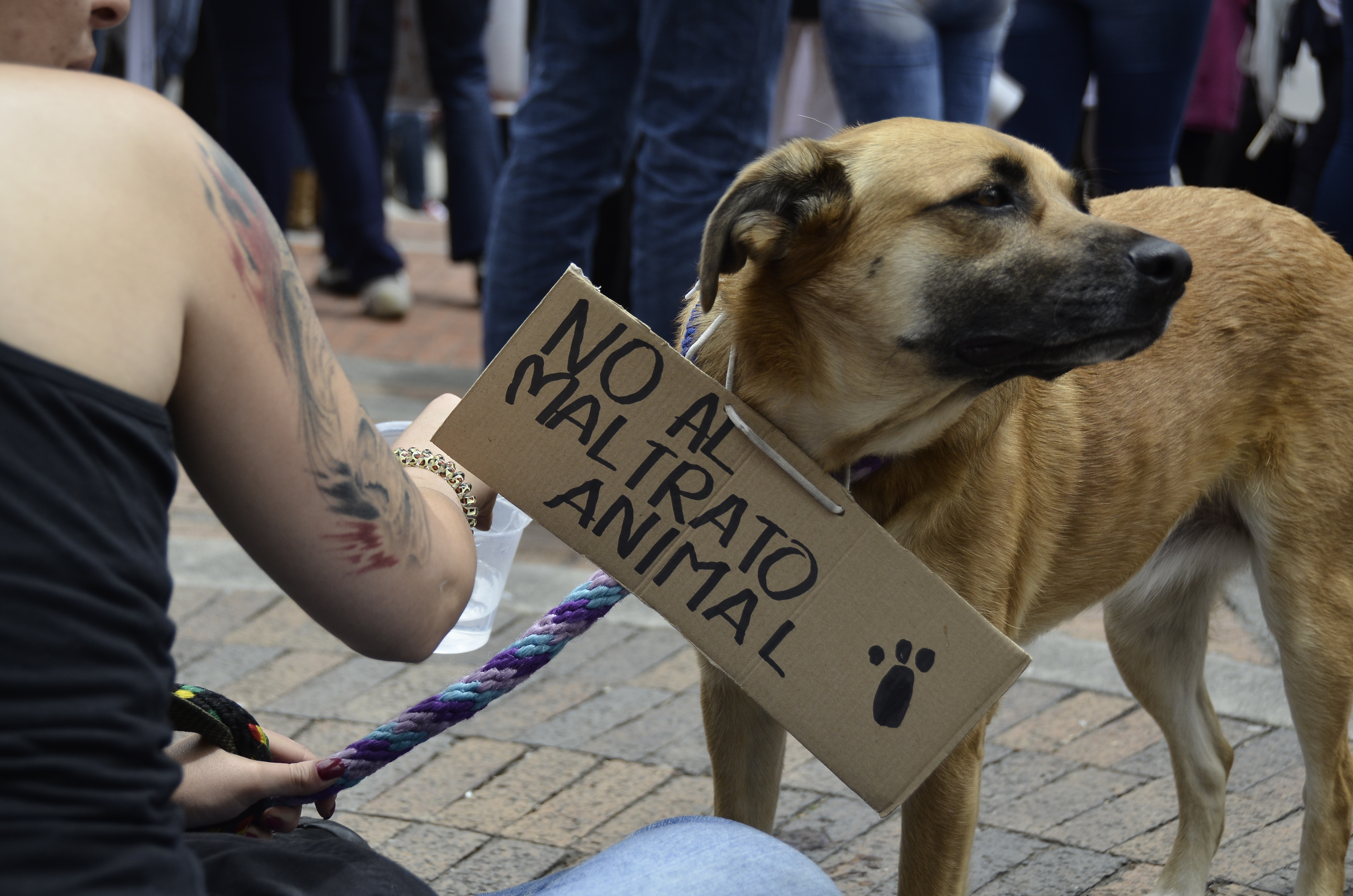 Alcalde de Girardot tras la muerte del perro Teen: “repudiamos estos actos”