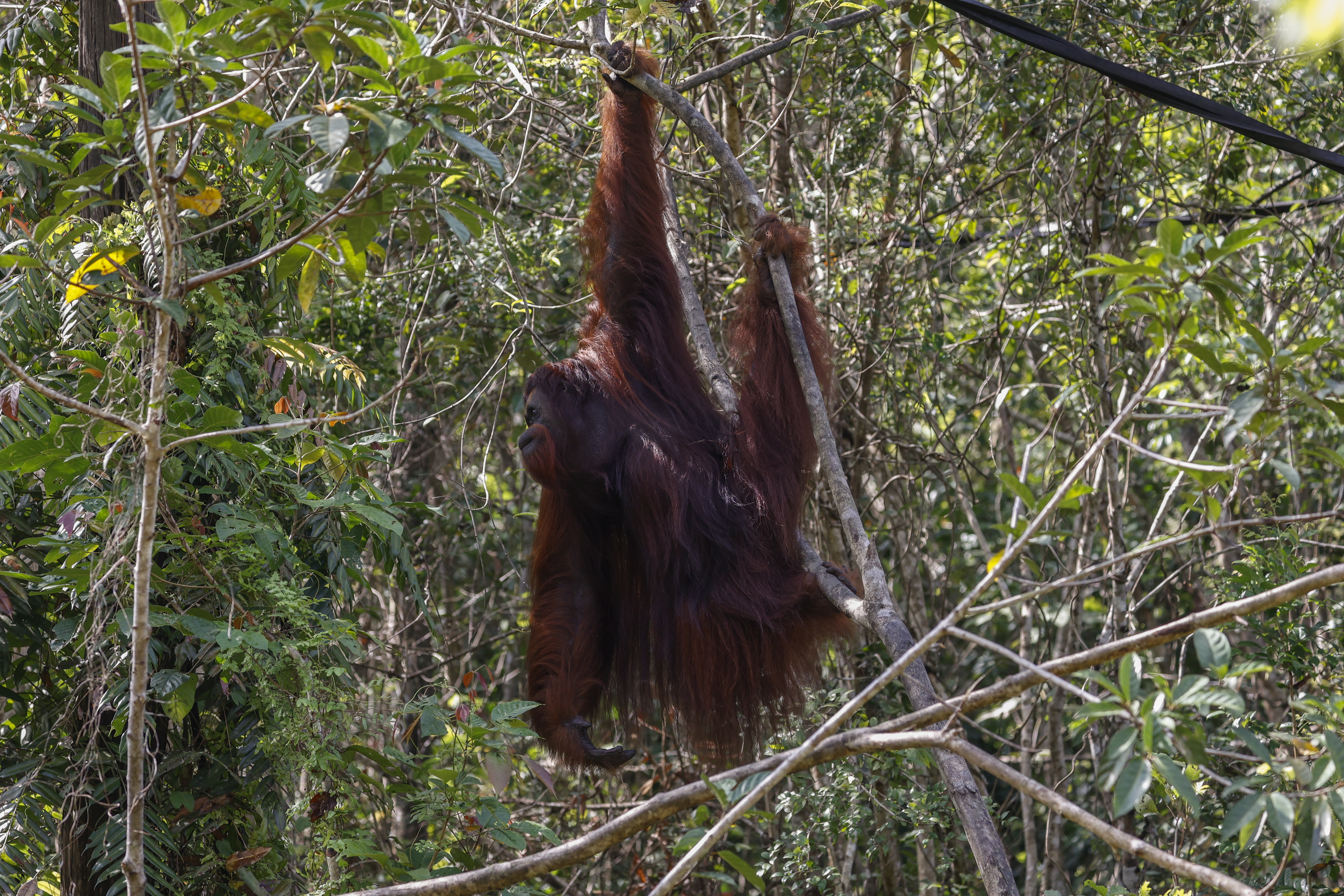 Los grandes simios podrían alcanzar estados mentales alterados al girar