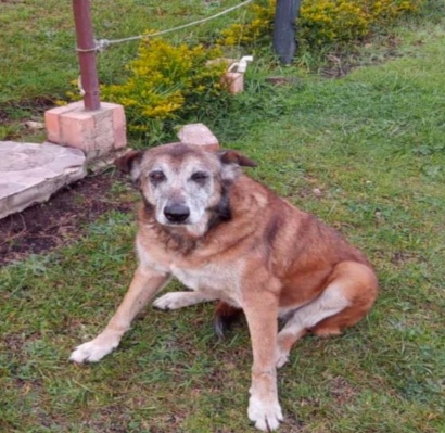 Así puede adoptar a un perro retirado de la Policía en Bogotá