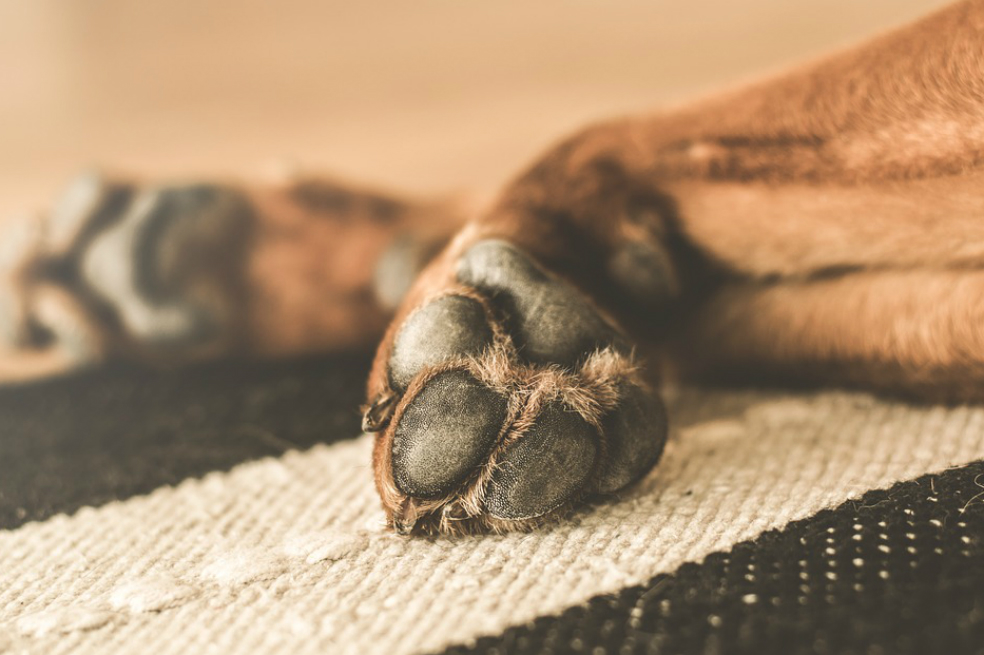 Entrenan perros para detectar el nuevo coronavirus en un aeropuerto de Finlandia