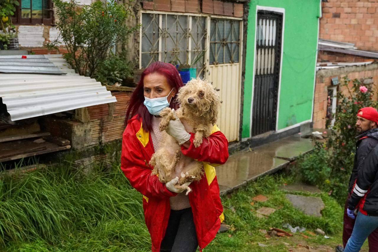 Rescatan a 35 animales de un presunto criadero ilegal en Ciudad Bolívar