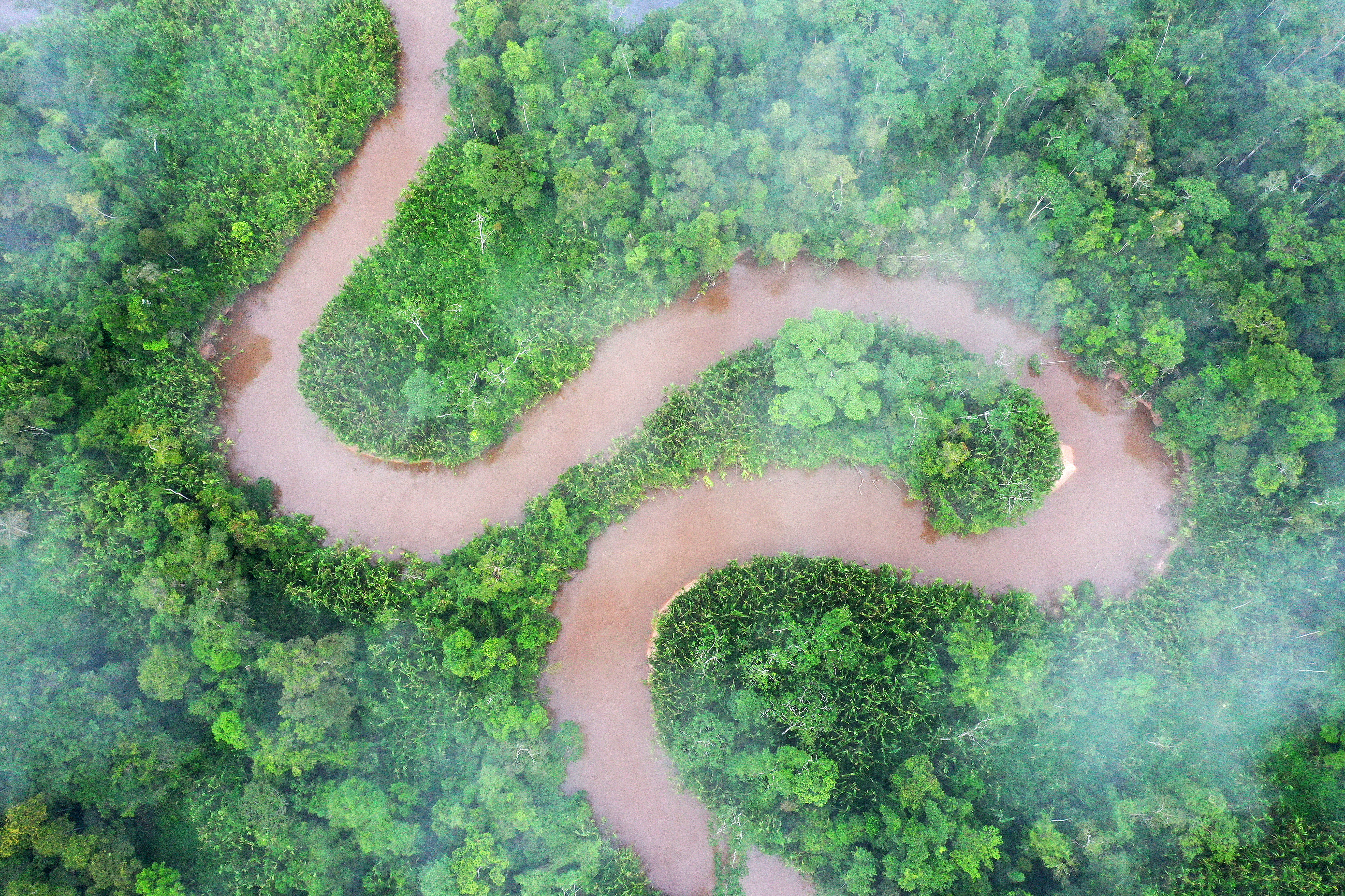 Expedición en Perú descubrió 27 nuevas especies, incluyendo cuatro mamíferos