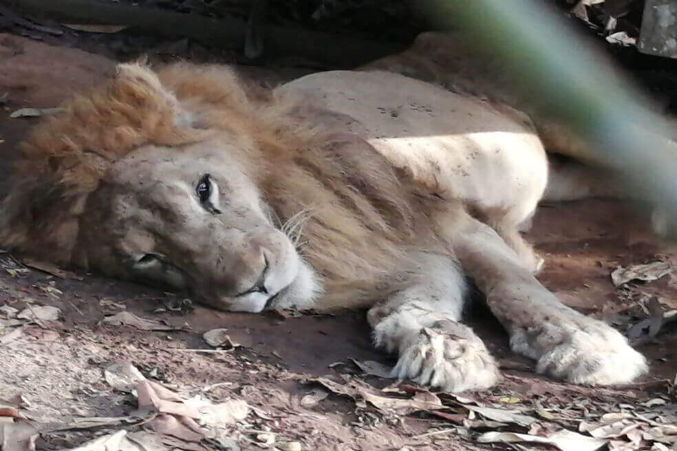 La historia de Júpiter, el león que fue rescatado de la muerte