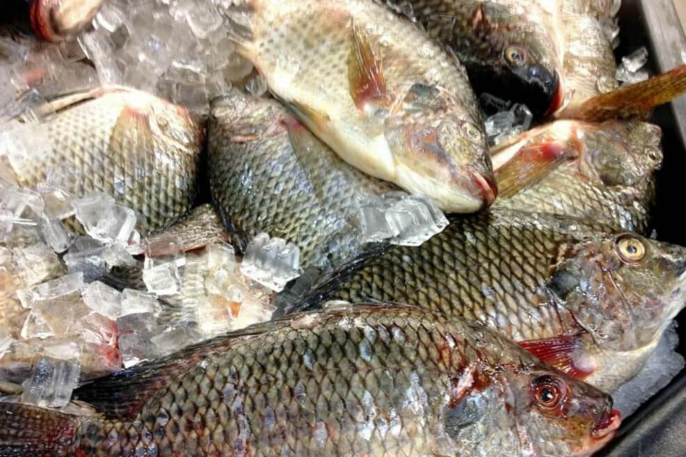 Encuentran peces contaminados con antidepresivos y antibióticos