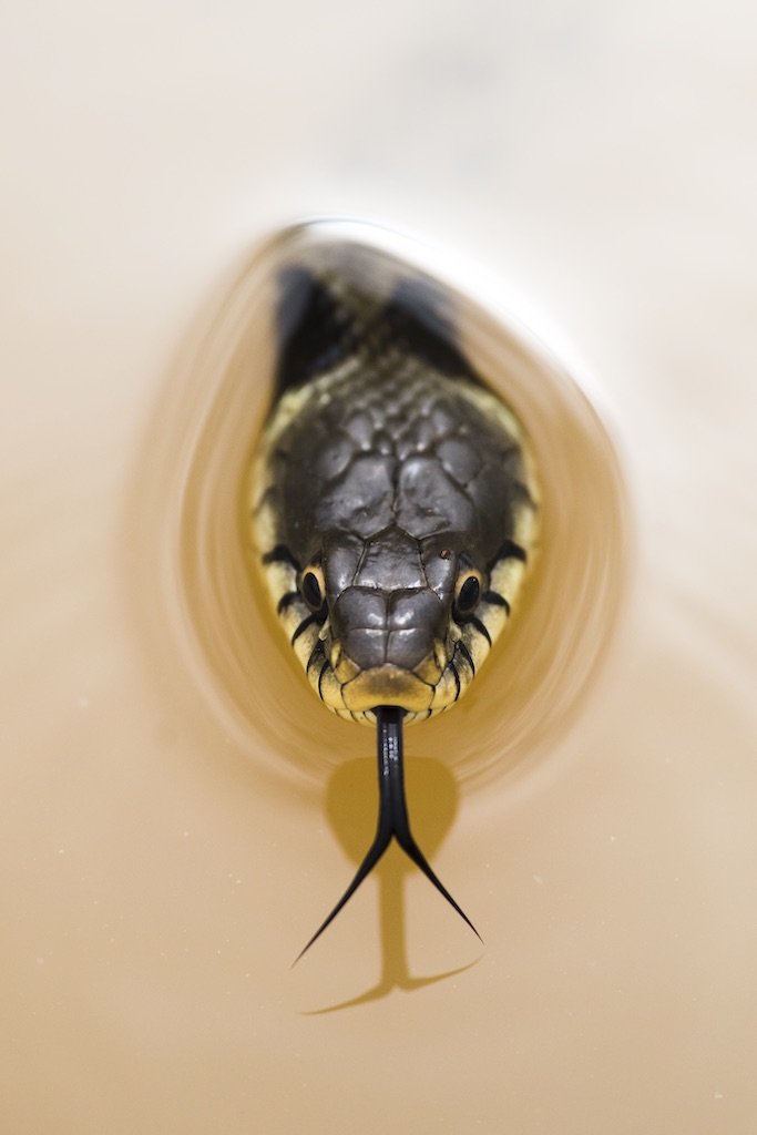 Periscopio. (Finalista). "Esta hermosa serpiente buscaba presa en un estanque. Tuve mucha suerte porque se detuvo justo frente a mí para saborear el aire. La luz era muy suave porque era un día nublado. Utilicé una lente de 300 mm para capturar este retrato. Nunca olvidaré este encuentro".