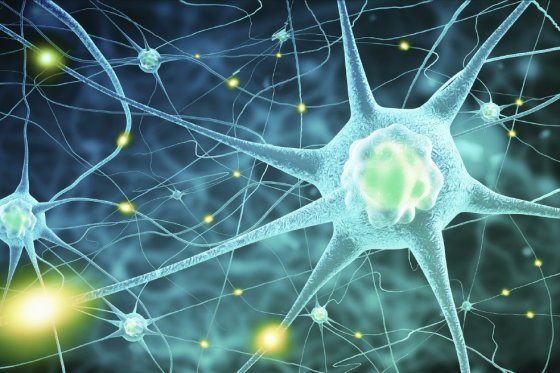 ¿Cómo vivir en paz? Los neurocientíficos tienen un plan
