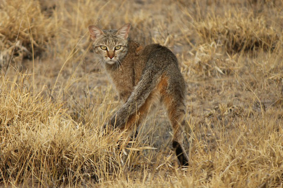 Científicos hallan en Creta ejemplar de gato salvaje que se creía extinto