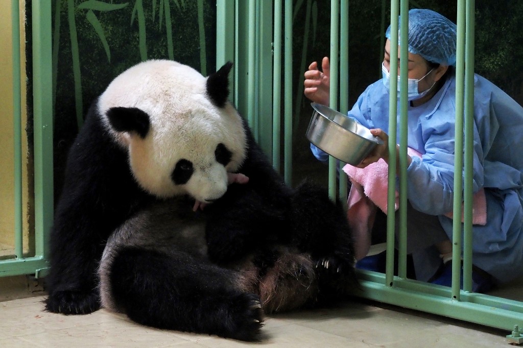 Panda