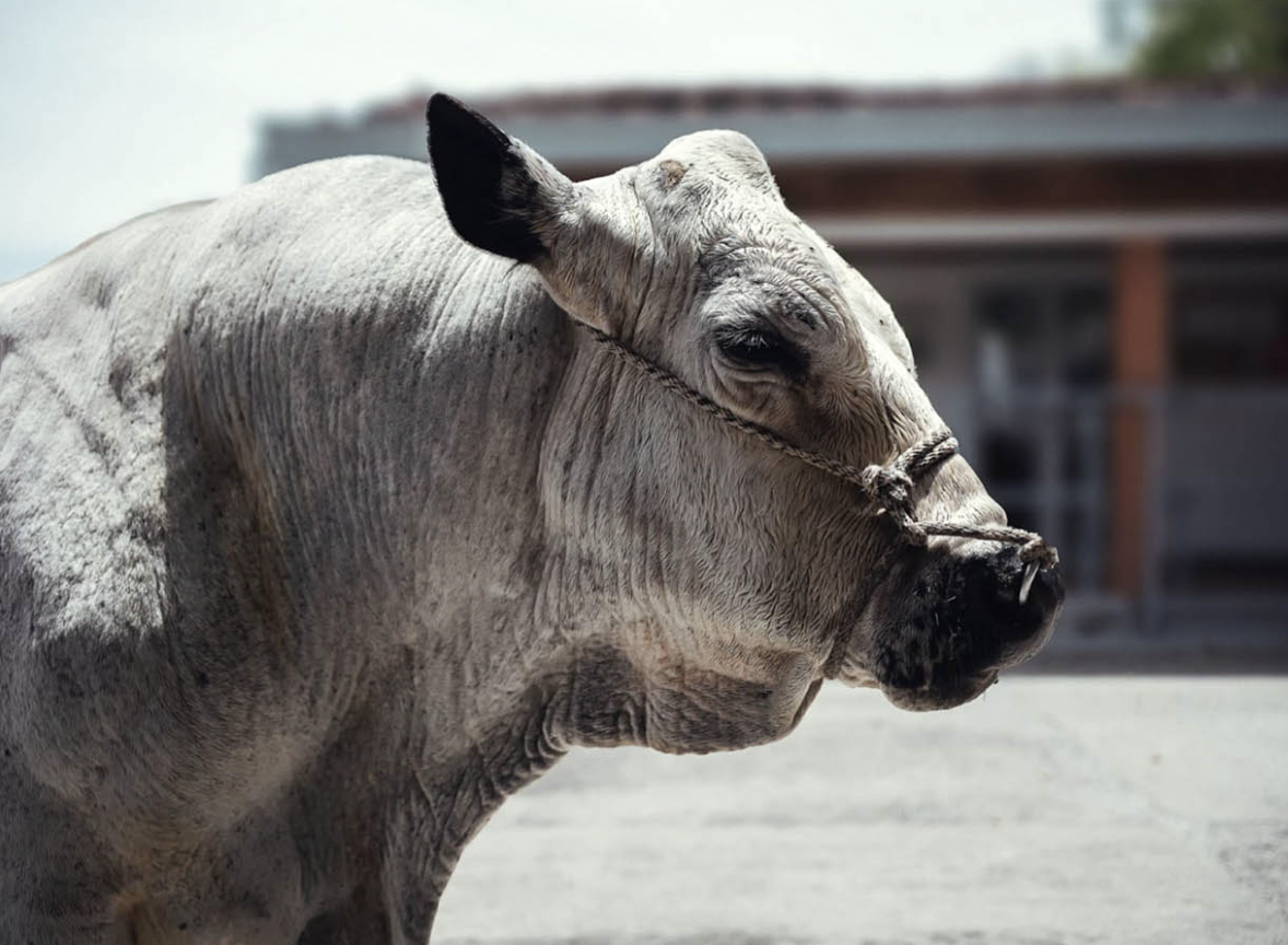 Campeón: el toro que se jubiló de la Universidad Nacional tras 14 años de trabajar