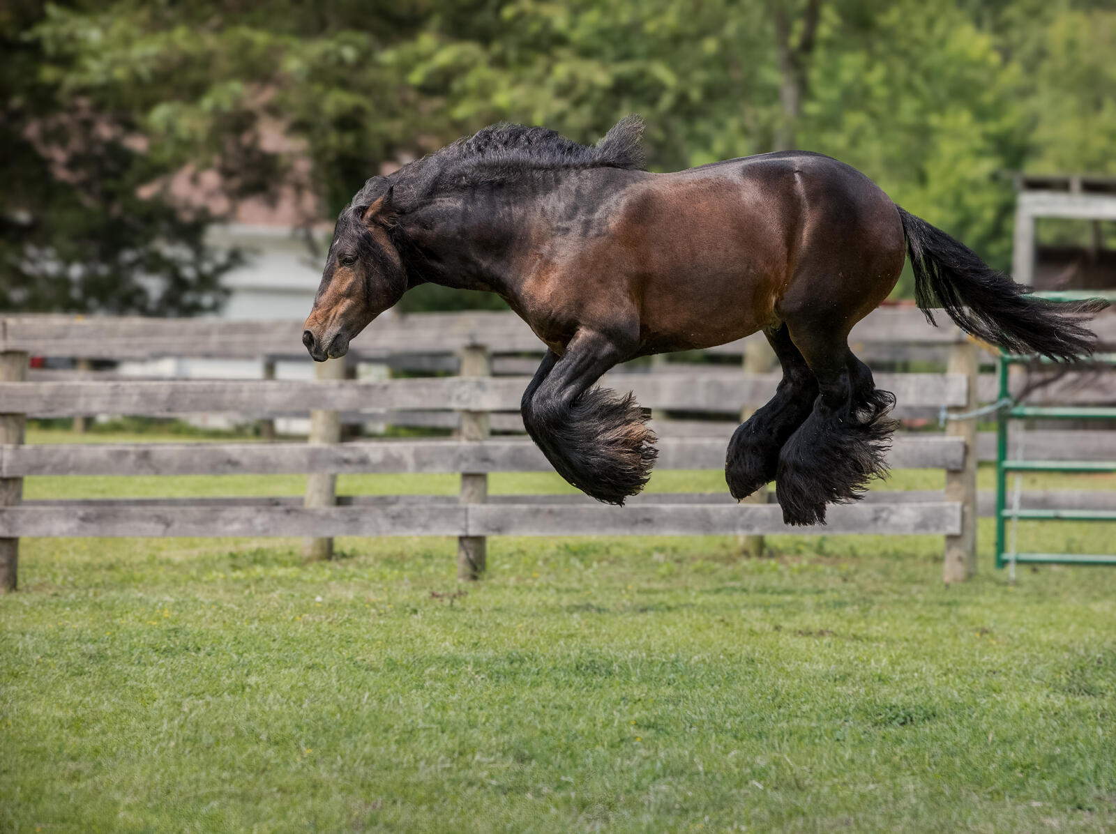 “Creo que vi un ratón”, fotografía tomada por Debby Thomas. A este caballo le encanta saltar.