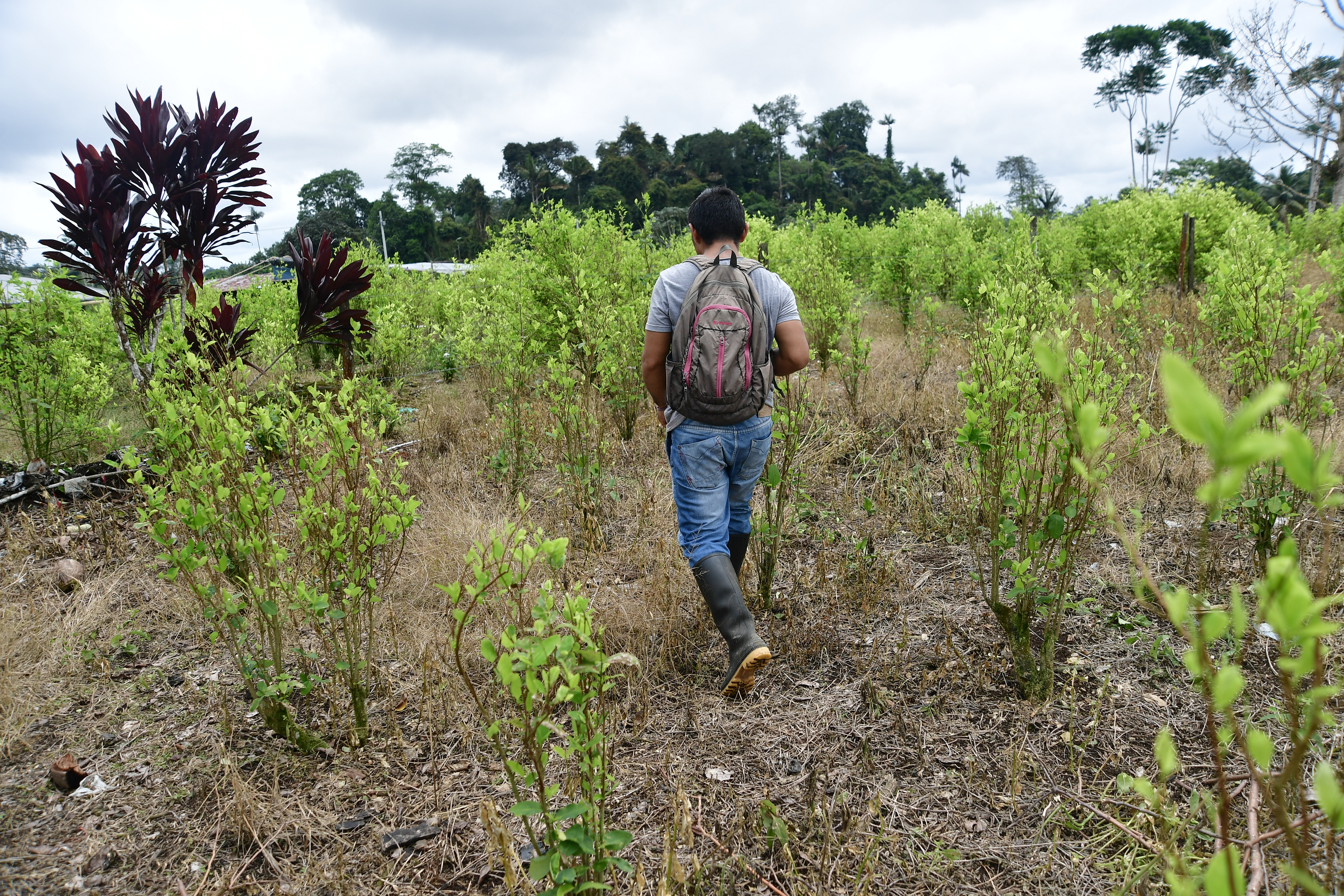 Cultivos de coca en esta vereda, donde ocurrió una masacre en la que fallecieron siete campesinos el 5 de octubre de 2017, durante un operativo de erradicación forzada en Tumaco.