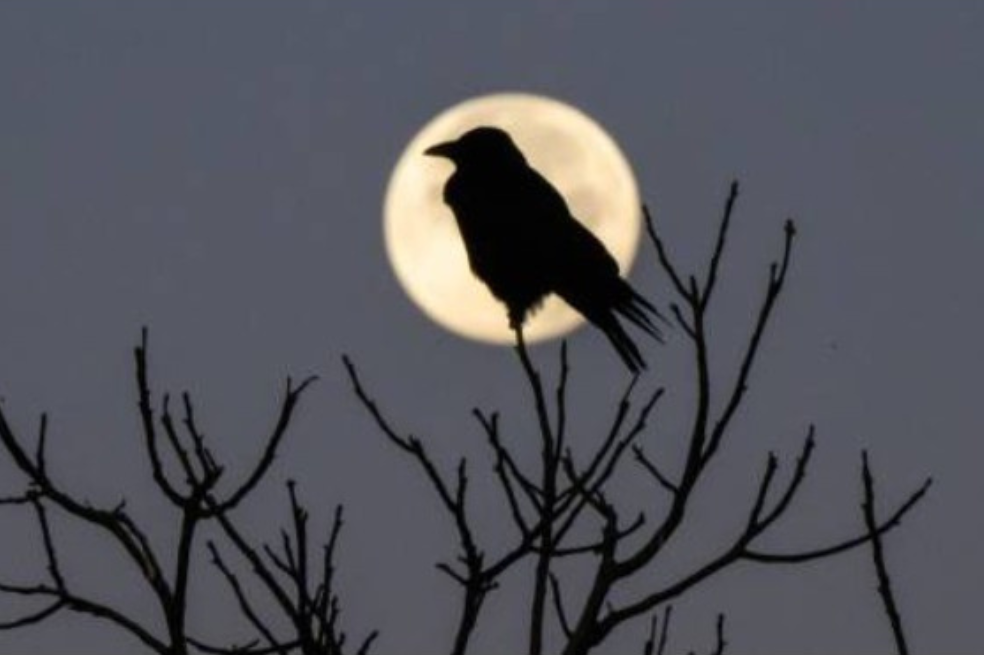 Durante este fenómeno, la Luna alcanzó su punto más cercano a la Tierra, un evento conocido como perigeo, el cual coincide con la fase de plenilunio, es decir, luna llena.
