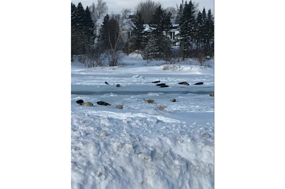 ¿Por qué hay focas en los andenes de este pueblo de Canadá?