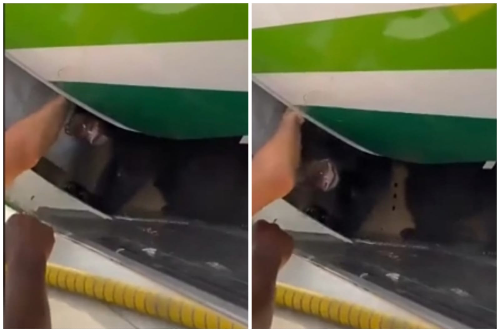 Video: oso se escapó de un avión en aeropuerto de Dubái