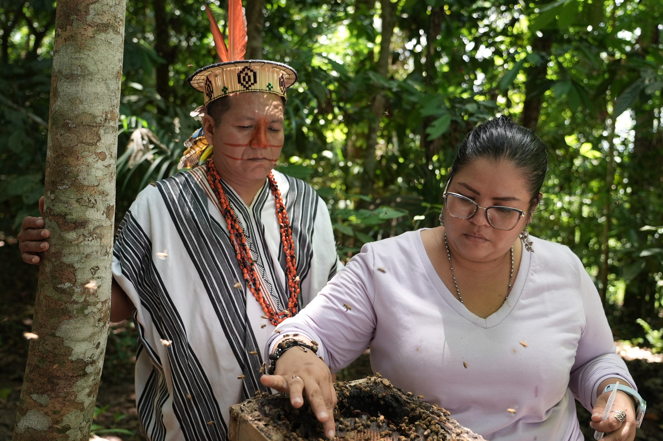 Para los pueblos ashanti y kukama, las abejas sin aguijón de la Amazonia son de importancia cultural y su miel representa una alternativa económica.