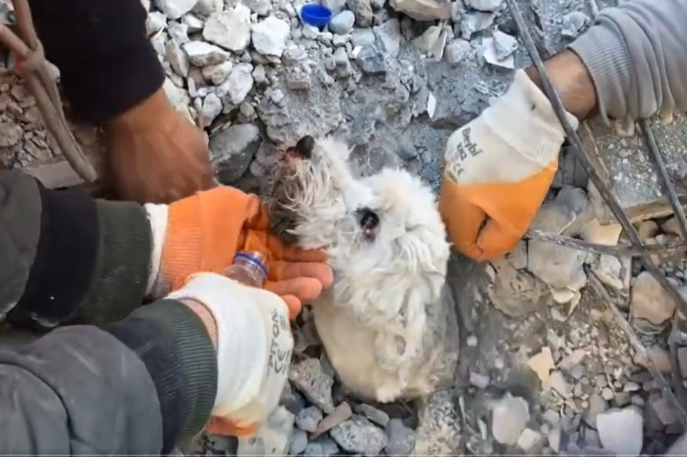 (VIDEO) Mascotas rescatadas tras los terremotos en Turquía y Siria