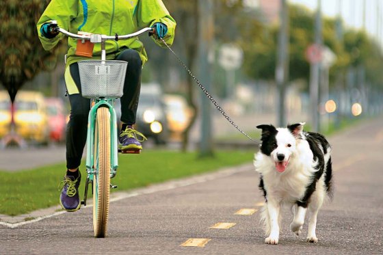 Más oficinas deberían pensar en abrir sus puertas a los perros
