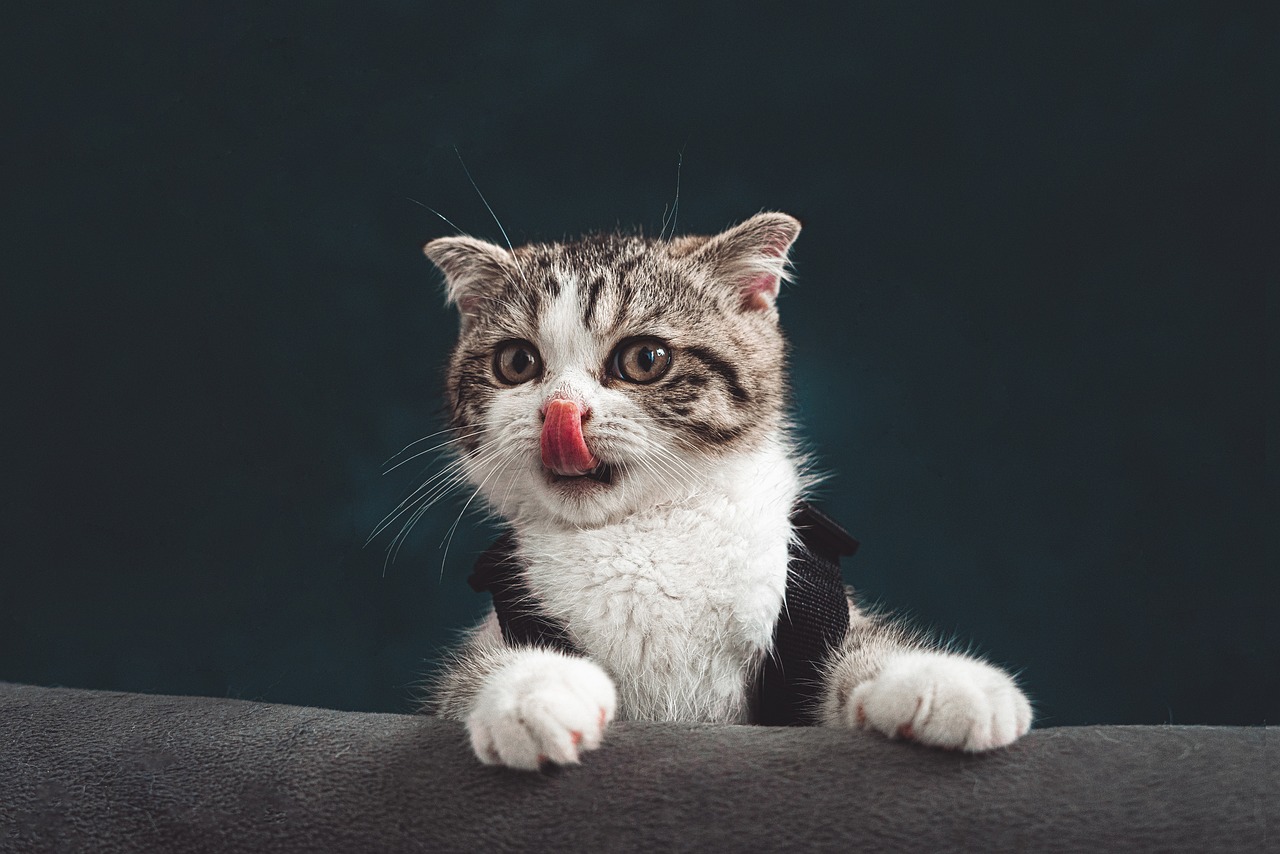 Estas son las razas de gatos más limpias