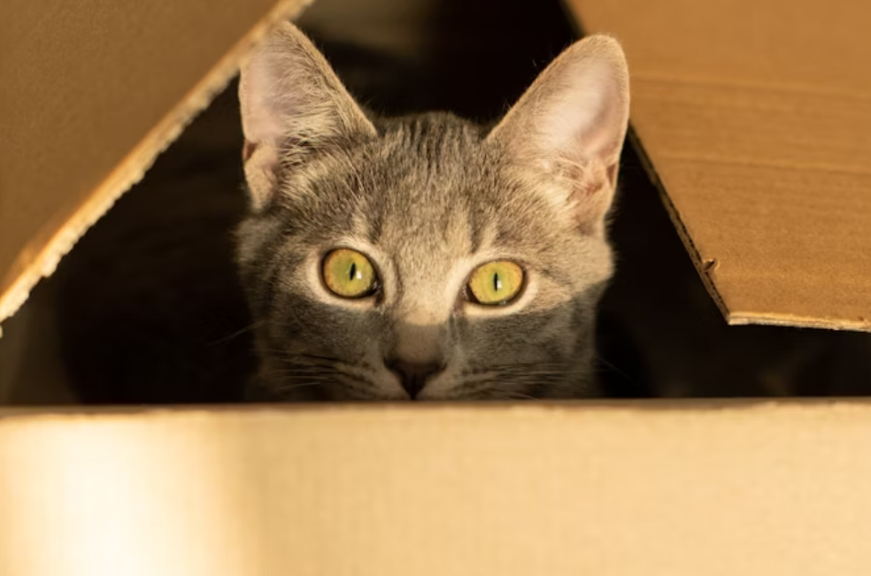 8 de agosto, Día del Gato en Colombia: ¿cómo hacer feliz a su felino hoy?
