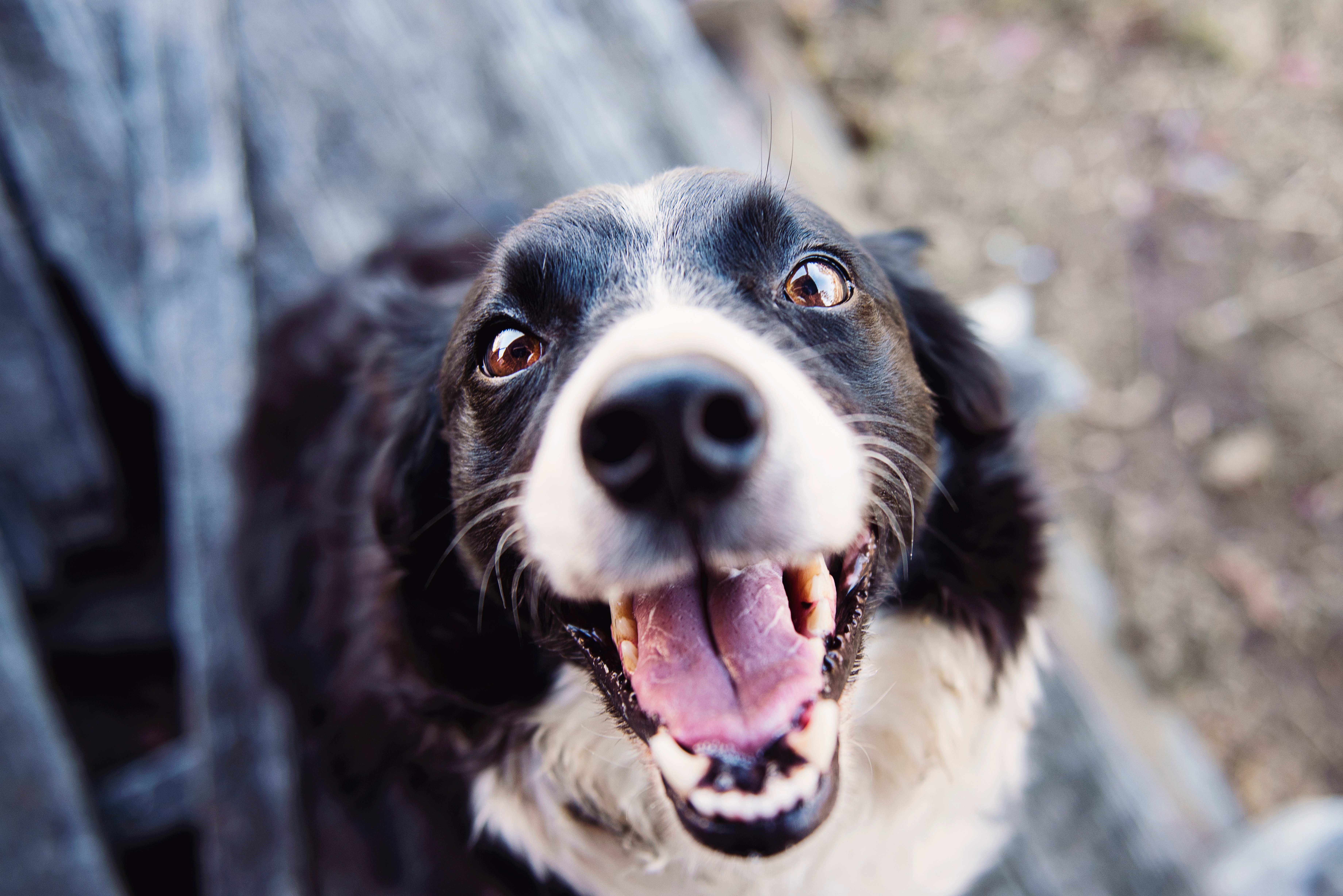 ¿Quiere adoptar un perro o gato en Medellín? Estos animales buscan un hogar