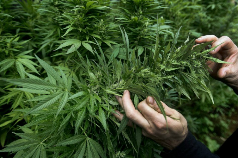 En Uruguay, el cáñamo podría ser mejor negocio que la marihuana