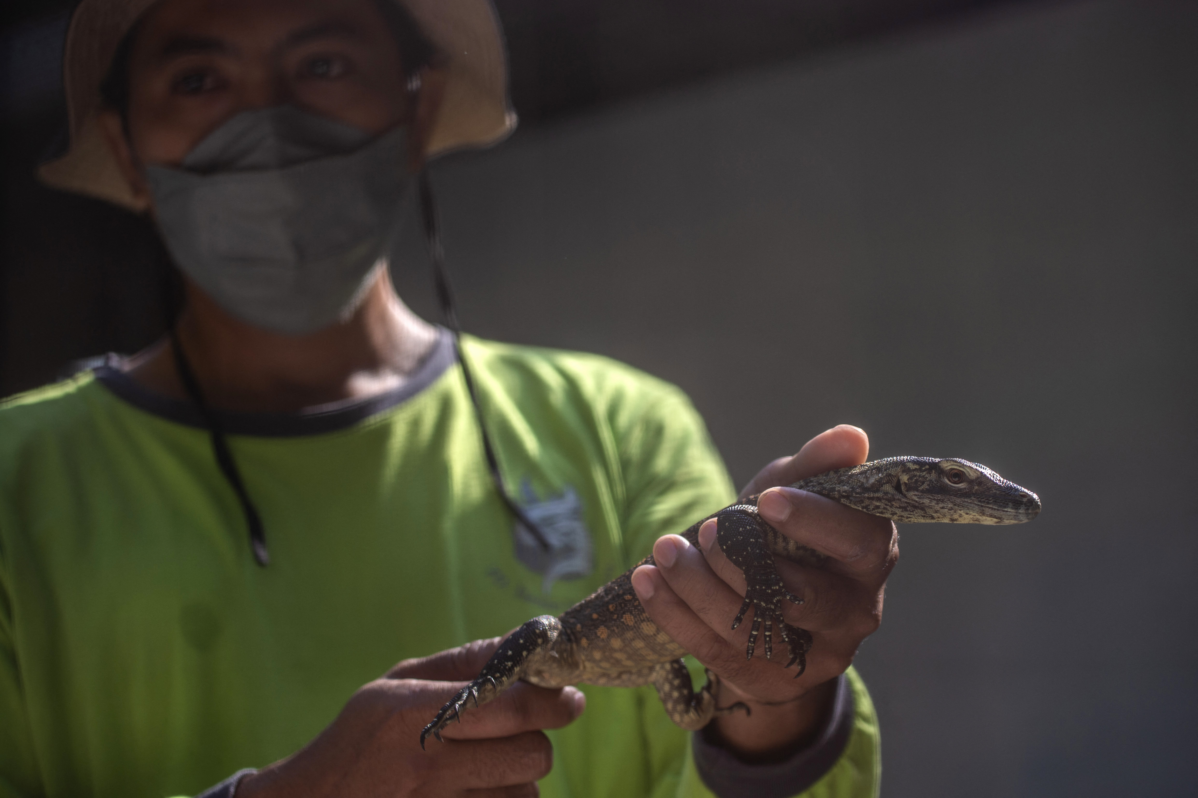 Zoológico indonesio cría dragones de Komodo para salvar la especie