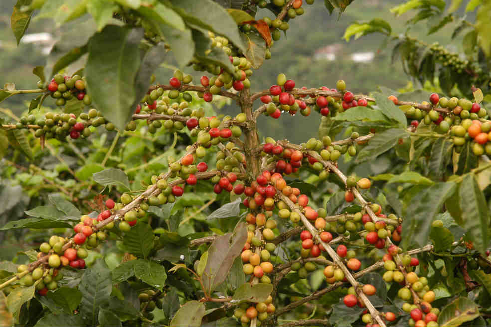 Colombia, lejos de los 12 millones de sacos