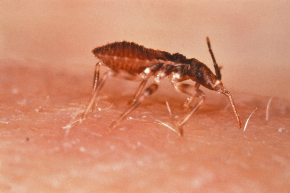 Tras 110 años de olvido, declaran un día mundial para la enfermedad de Chagas