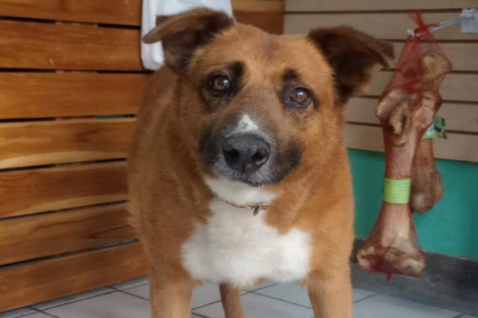 Murió Carramán, el perro que logró unir a toda una comunidad en Bogotá
