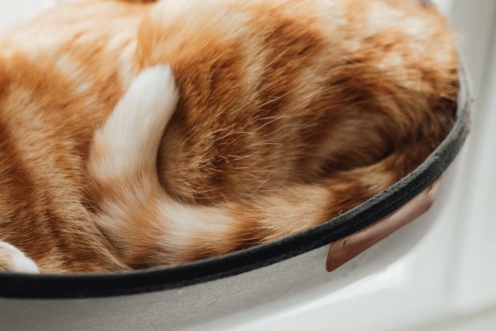 (Video) ¿Por qué los gatos mueven la cola?