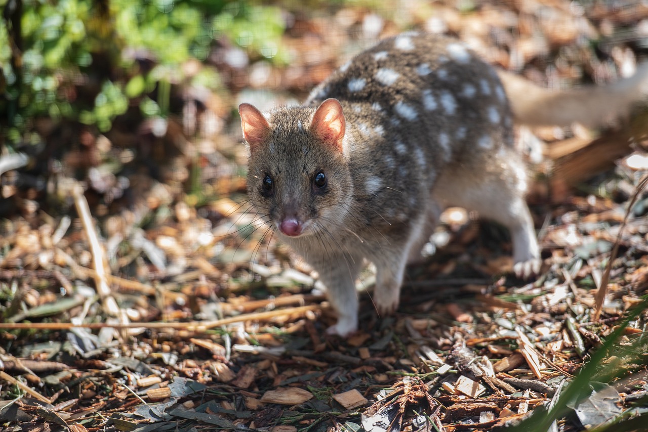 Los esfuerzos para conservar a los cuoles, marsupiales en peligro de extinción