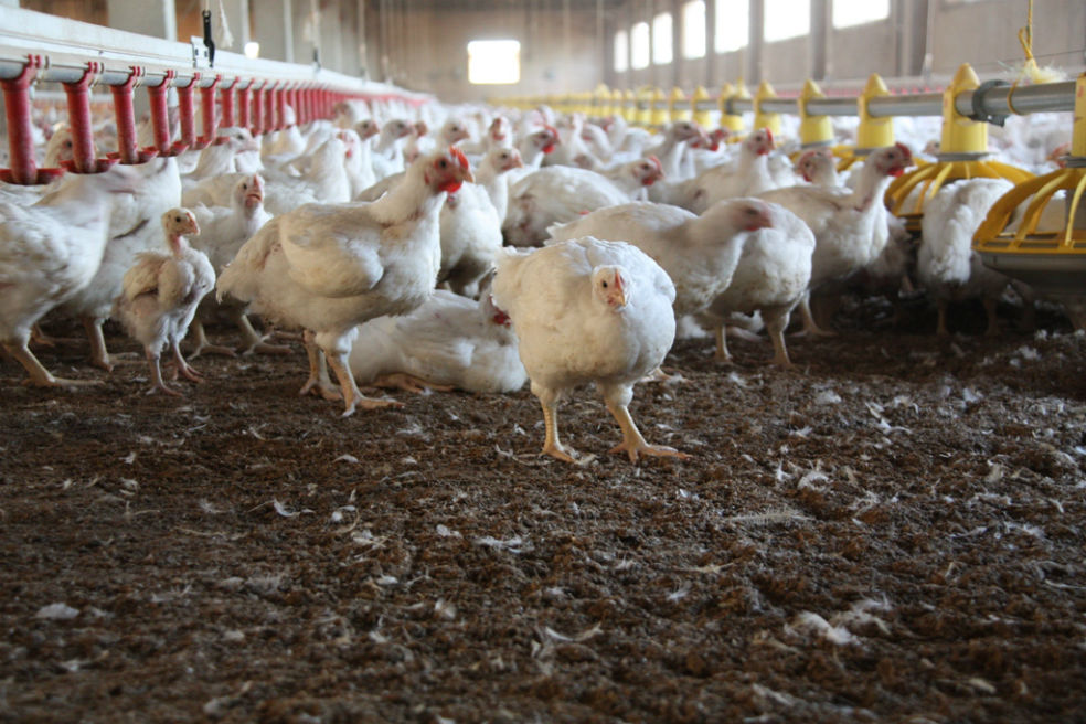 Los primeros huevos “sin crueldad animal” llegan a los supermercados europeos
